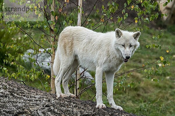Einsamer Kanadischer Polarwolf (Canis lupus arctos)  Weißer Wolf  in Kanada heimischer Polarwolf