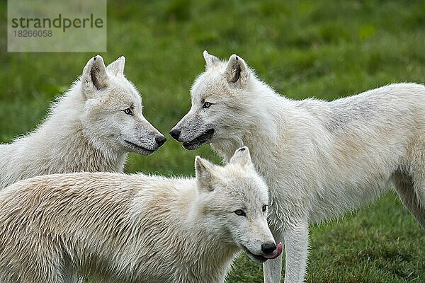 Nahaufnahme von drei Polarwölfe (Canis lupus arctos)  weiße Wölfe  Wolfsrudel der Polarwölfe  Vorkommen in Kanada