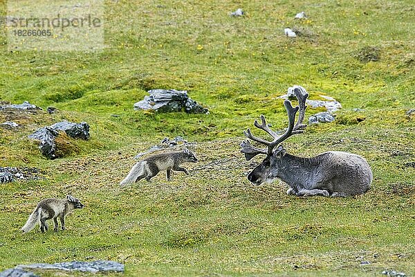 Zwei neugierige junge Polarfüchse (Vulpes lagopus)  Weißfuchs  Polarfuchs  Schneefuchs treffen im Sommer auf Rentiere in der Tundra