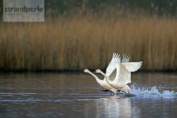 Zwei Tundraschwäne (Cygnus columbianus bewickii)  Bewick's Swan  die im Frühjahr aus dem Wasser des Sees abheben