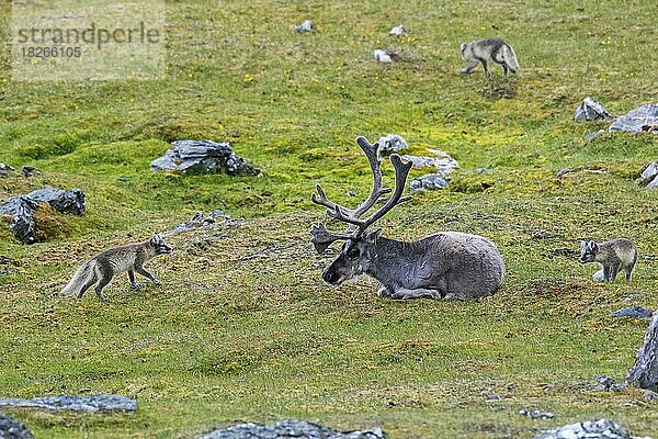 Drei neugierige junge Polarfüchse (Vulpes lagopus)  Weißfuchs  Polarfuchs  Schneefuchs treffen im Sommer auf Rentiere in der Tundra