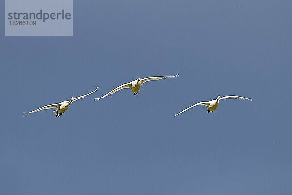 Drei Tundraschwäne (Cygnus columbianus bewickii)  Bewick's Swans fliegen gegen den blauen Himmel