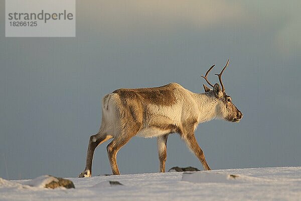 Rentier (Rangifer tarandus) bei der Futtersuche in verschneiter Winterlandschaft  Island  Europa