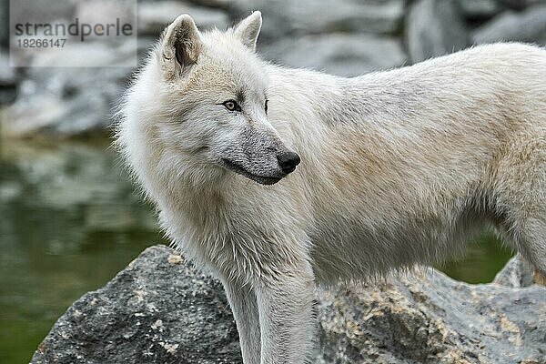 Nahaufnahme eines einsamen kanadischen Polarwolf (Canis lupus arctos)  weißer Wolf  in Kanada heimischer Polarwolf am Flussufer