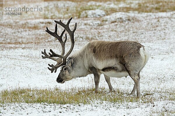 Spitzbergen-Ren (Rangifer tarandus platyrhynchus)  Männchen  Bulle mit samtbedecktem Geweih bei der Futtersuche auf schneebedeckter Tundra im Herbst  Herbst  Norwegen  Europa