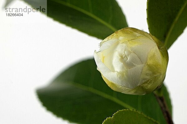 Kamelienknospe (Camellia japonica)  Studioaufnahme