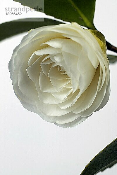 Kamelienblüte (Camellia japonica)  Studioaufnahme