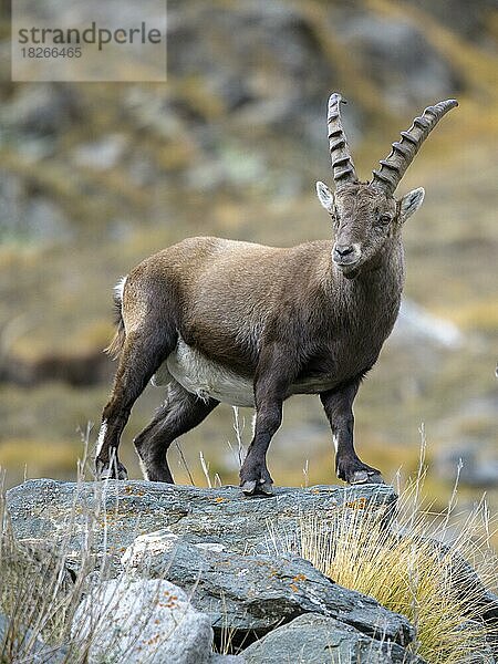 Alpensteinbock (Capra ibex)  steht auf einem mit Flechten bewachsenen Fels  Nationalpark Gran Paradiso  Aosta  Italien  Europa