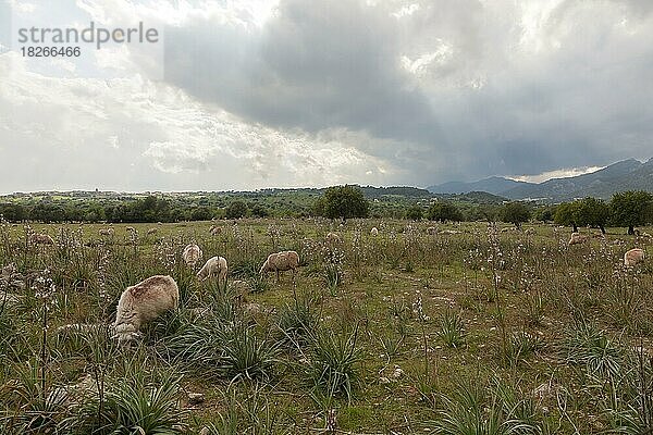 Schafe auf einer Wiese mit Affodill  schwere Regenwolken  Mallorca  Balearen  Spanien  Europa
