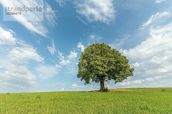 Einsamer Basswood-Baum auf einer Anhöhe in der Landschaft. Jura  Frankreich  Europa