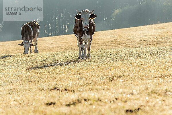 Kühe auf der Weide am Morgen. Montbeliarde-Kuh im Jura in Frankreich
