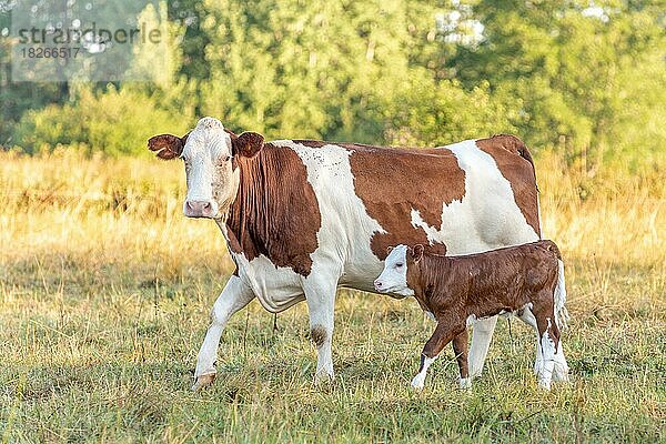 Kuh mit ihrem Kalb. Kühe auf der Weide am Morgen. Montbeliarde-Kuh im Jura. Frankreich