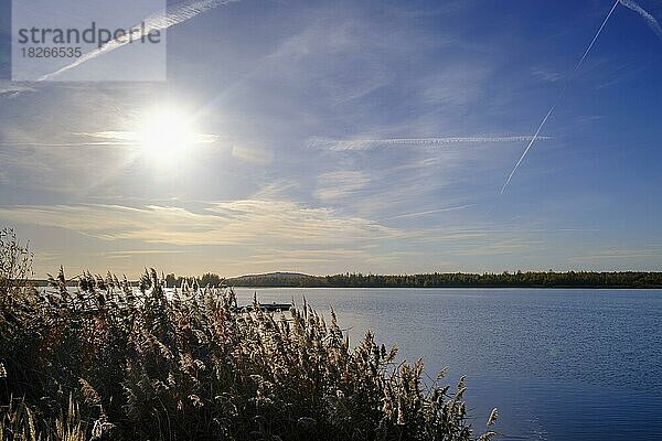 Schilf am Markkleeberger See bei Leipzig  Markkleeberg  Leipziger Neuseenland  Leipzigseen  Drohnenaufnahme  Sachsen  Deutschland  Europa