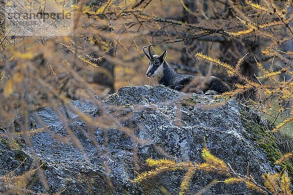 Gämse  Gamsbock (Rupicapra rupicapra)  ruht auf Felsblock im herbstlichen Bergwald  Nationalpark Gran Paradiso  Aosta  Italien  Europa