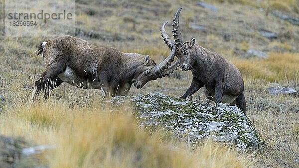 Alpensteinbock (Capra ibex)  zwei jüngere Tiere beim spielerischen Kampf  Nationalpark Gran Paradiso  Aosta  Italien  Europa