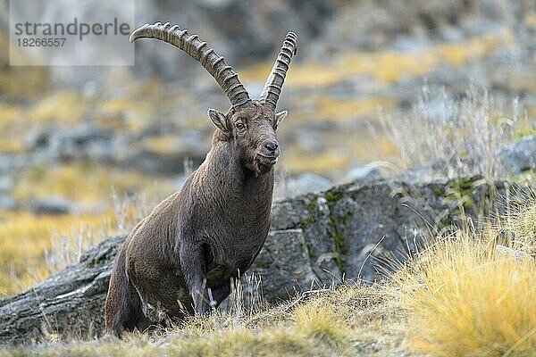 Alpensteinbock (Capra ibex)  kapitales männliches Tier steht auf einem Stein in einer Borstgraswiese  Nationalpark Gran Paradiso  Aosta  Italien  Europa