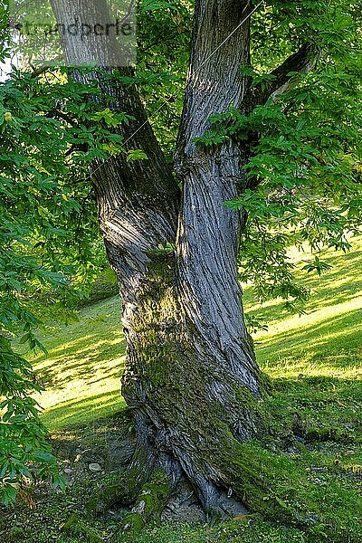 Kastanienbaum  Kastanienerlebnisweg  Völlan bei Lana  Südtirol  Italien  Europa