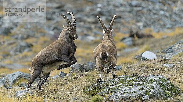 Alpensteinbock (Capra ibex)  zwei jüngere Tiere beim spielerischen Kampf  Nationalpark Gran Paradiso  Aosta  Italien  Europa