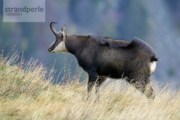 Gämse  Gamsbock (Rupicapra rupicapra) steht auf einer Bergwiese und schüttelt sich  Vogesen  Frankreich  Europa