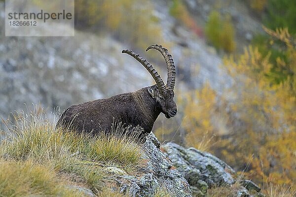 Alpensteinbock (Capra ibex)  ruhend auf einem Felsvorsprung im Herbst  Nationalpark Gran Paradiso  Aosta  Italien  Europa