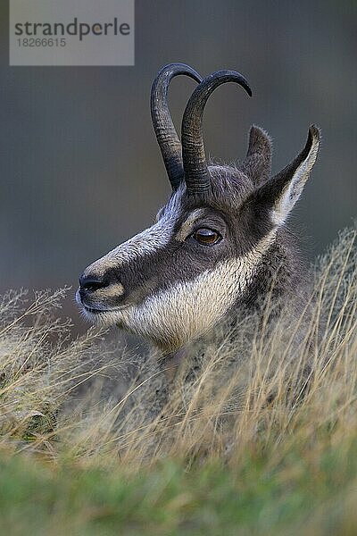 Gämse  Gamsbock (Rupicapra rupicapra)  Tierportrait  Vogesen  Frankreich  Europa