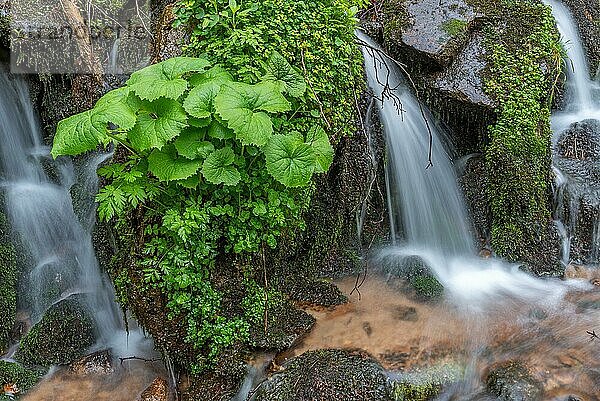 Kleiner Wasserfall aus frischem Wasser inmitten der üppigen Vegetation in den Bergen. Vogesen  Elsass  Frankreich  Europa