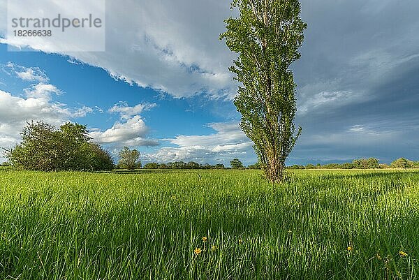 Natürliche grüne Wiese  die im Frühling mit Bäumen gesprenkelt ist. Elsass  Frankreich  Europa