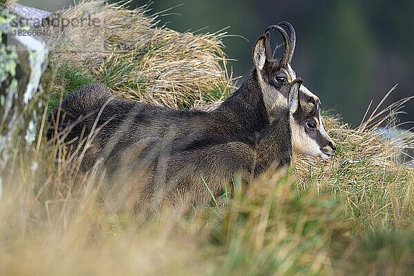 Gämse (Rupicapra rupicapra)  ruhende Gamsgeiß mit Kitz  Vogesen  Frankreich  Europa