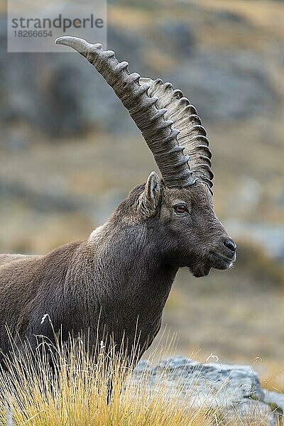 Alpensteinbock (Capra ibex)  kapitales Tier  Tierportrait  Nationalpark Gran Paradiso  Aosta  Italien  Europa