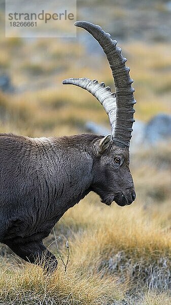Alpensteinbock (Capra ibex)  kapitales Tier  Tierportrait  Nationalpark Gran Paradiso  Aosta  Italien  Europa