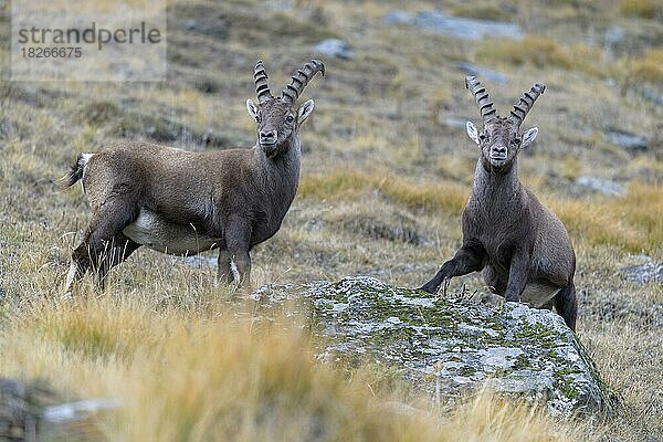 Alpensteinbock (Capra ibex)  zwei jüngere Tiere stehen auf einem mit Moos und Flechten bewachsenen Fels  Nationalpark Gran Paradiso  Aosta  Italien  Europa