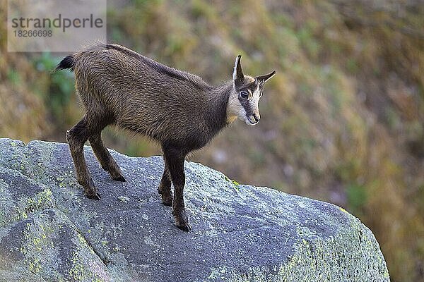 Gämse (Rupicapra rupicapra)  Gamskitz steht auf einem mit Flechten bewachsenen Felsblock  Vogesen  Frankreich  Europa