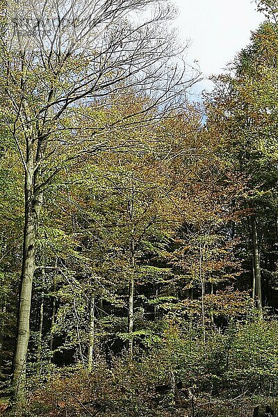 Goldener Oktober mit Buchen im Wald  Deutschland  Europa