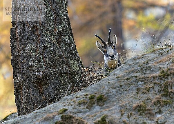 Gämse  Gamsbock (Rupicapra rupicapra)  im herbstlichen Bergwald  Nationalpark Gran Paradiso  Aosta  Italien  Europa