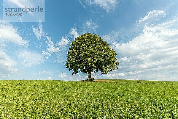 Einsamer Basswood-Baum auf einer Anhöhe in der Landschaft. Jura  Frankreich  Europa