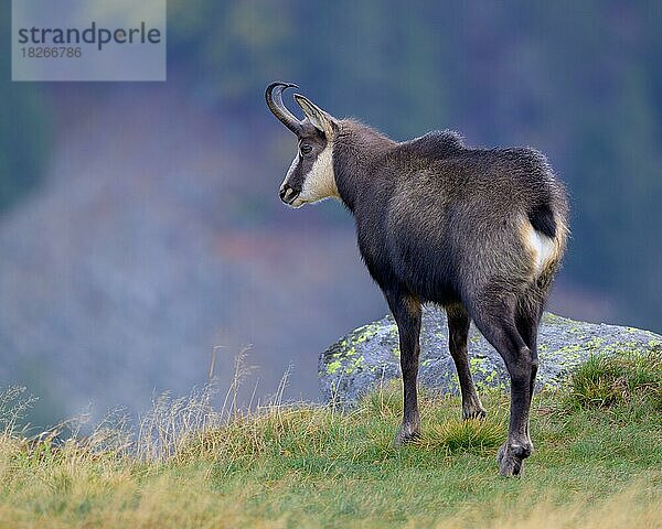 Gämse  Gamsbock (Rupicapra rupicapra) steht auf einer Bergwiese und schüttelt sich  Vogesen  Frankreich steht auf einer Bergwiese  Vogesen  Frankreich  Europa