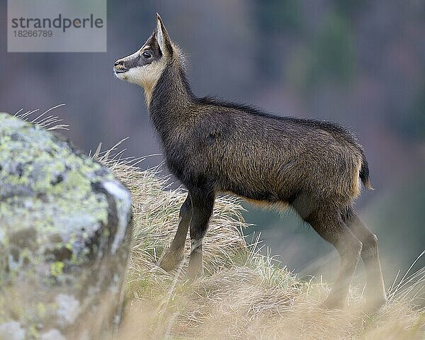 Gämse (Rupicapra rupicapra)  Gamskitz steht auf einer Wiese und sichert  Vogesen  Frankreich  Europa