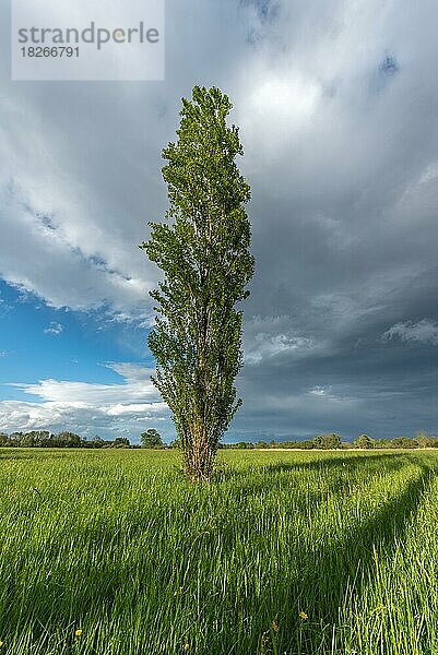 Natürliche grüne Wiese  die im Frühling mit Bäumen gesprenkelt ist. Elsass  Frankreich  Europa