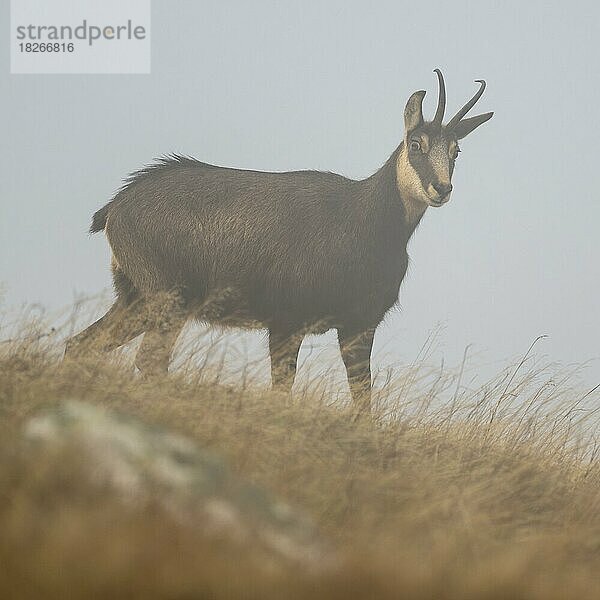 Gämse (Rupicapra rupicapra)  Gamsgeiß steht in einer Wiese bei Nebel  Vogesen  Frankreich  Europa