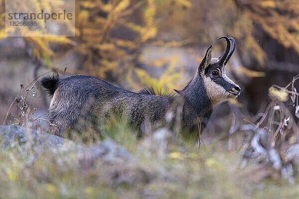 Gämse  Gamsbock (Rupicapra rupicapra)  im herbstlichen Bergwald  Nationalpark Gran Paradiso  Aosta  Italien  Europa