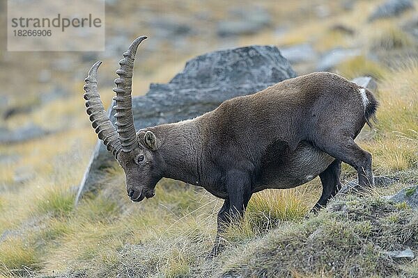 Alpensteinbock (Capra ibex)  kapitales männliches Tier steht in einer Borstgraswiese  Nationalpark Gran Paradiso  Aosta  Italien  Europa