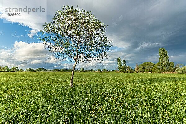 Natürliche grüne Wiese  die im Frühling mit Bäumen gesprenkelt ist. Elsass  Frankreich  Europa