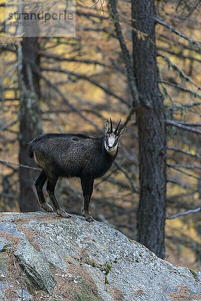 Gämse  Gamsbock (Rupicapra rupicapra)  steht auf Felsblock im herbstlichen Bergwald  Nationalpark Gran Paradiso  Aosta  Italien  Europa