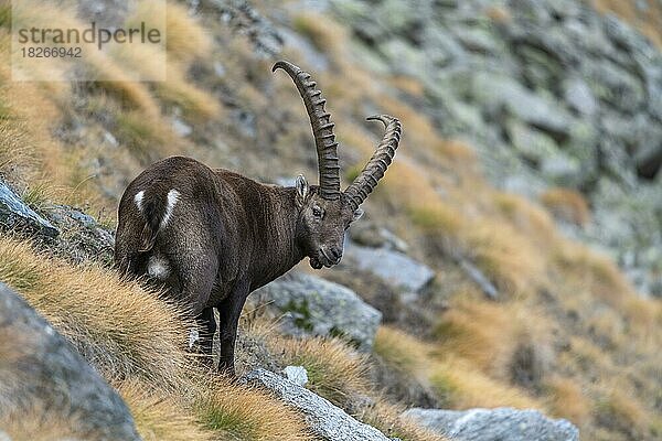 Alpensteinbock (Capra ibex)  steht in einer Borstgraswiese  Nationalpark Gran Paradiso  Aosta  Italien  Europa
