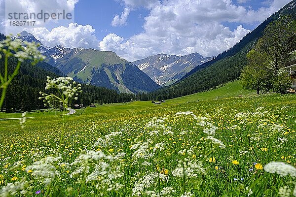 Almwiesen bei Kelmen  hinten Namloser Wetterspitze  im Namloser Tal  Namlostal  bei Reutte  Tirol  Österreich  Europa