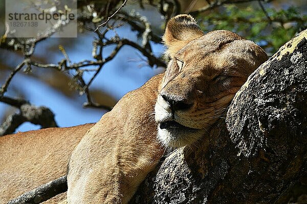 Löwe (Panthera leo) Löwin  Baumlöwe schläft auf einer Akazie in Kenia