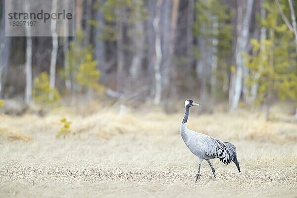 Kranich (Grus grus) Schweden