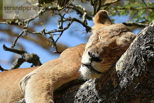 Löwe (Panthera leo) Löwin  Baumlöwe schläft auf einer Akazie in Kenia
