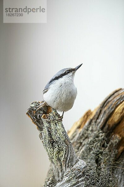 Kleiber (Sitta asiatica) Schweden