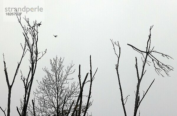 Vögel sitzen auf einem abgestorbenen Baum vor tristem  grauem Himmel  Silhouette  Oberbayern  Bayern  Deutschland  Europa